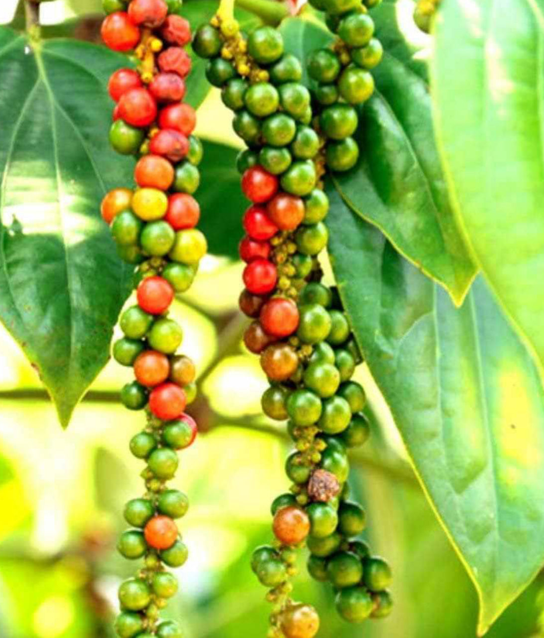 Black pepper Plant