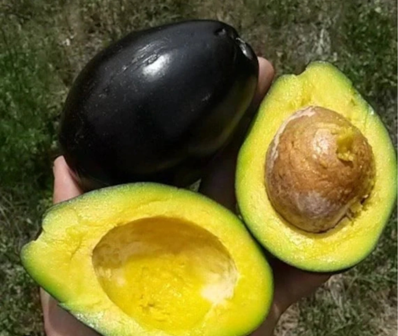 Bragdon Avocado Tree – The Island Gardeners