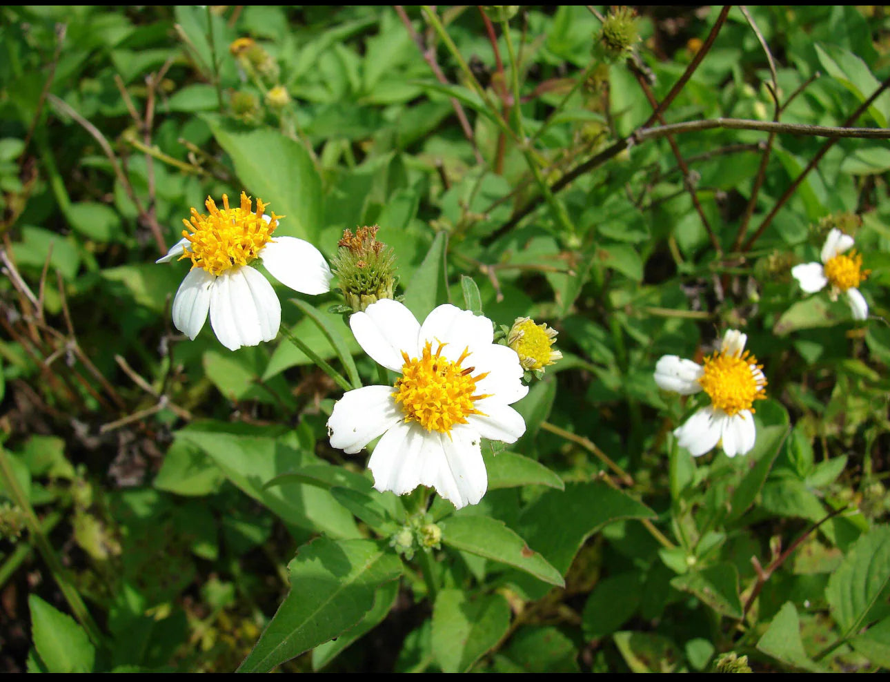 Organic Jamaican Spanish Needle Tea | Island Gardeners Nursery