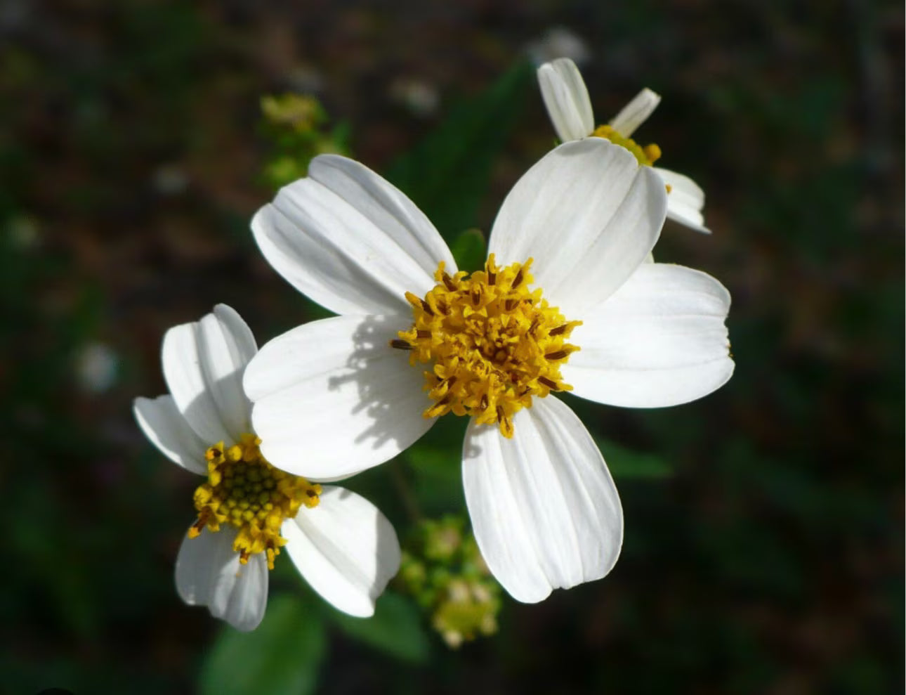 Organic Jamaican Spanish Needle Tea | Island Gardeners Nursery