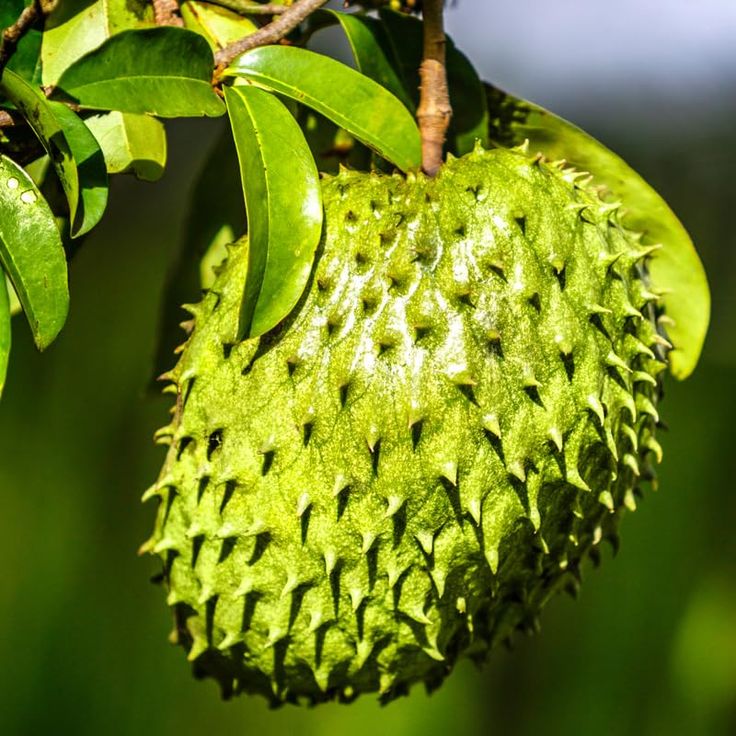 How to grow soursop tree Florida