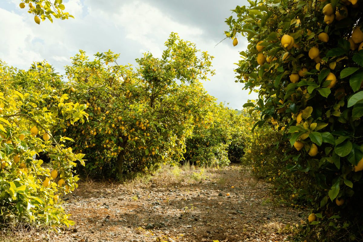 Fruit Trees