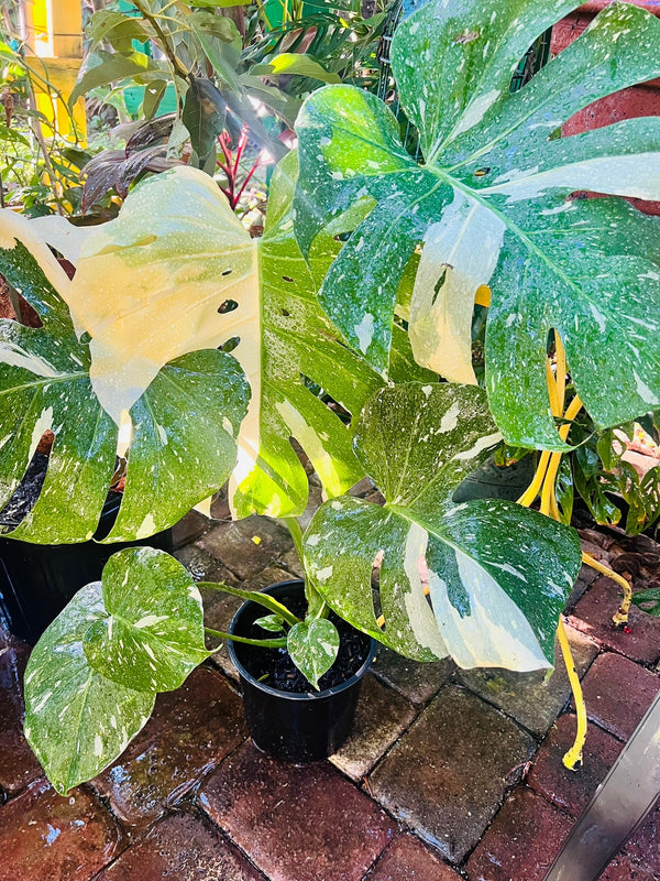 Culinary Herbs & Ornamental Plants