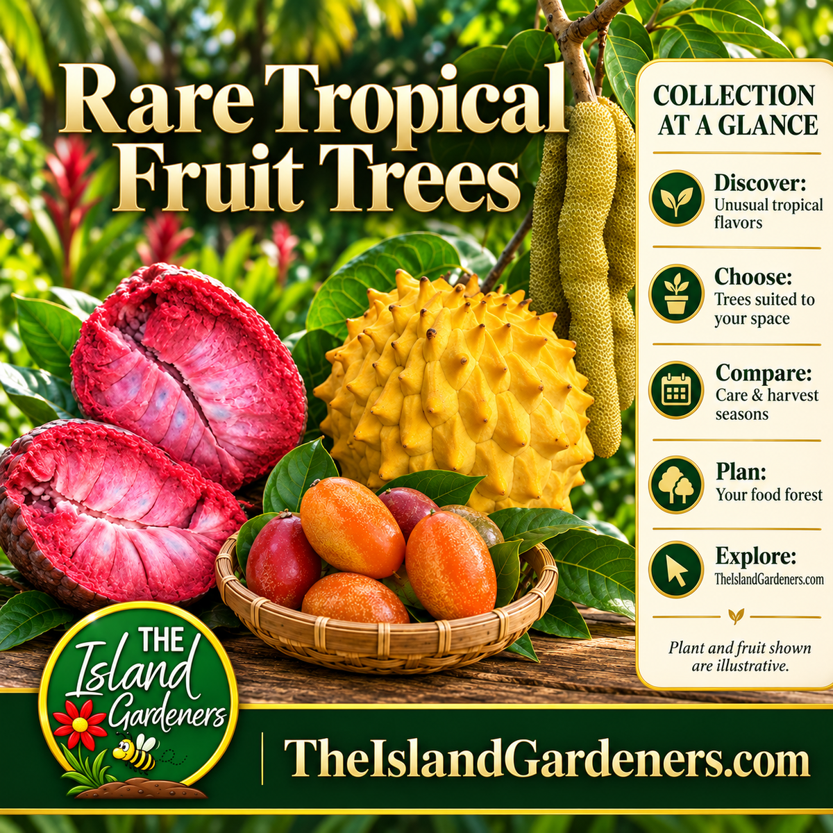 Rare tropical fruit display with opened pink ilama, orange-red peanut butter fruit, yellow rollinia, and hanging gummy worm fruit.