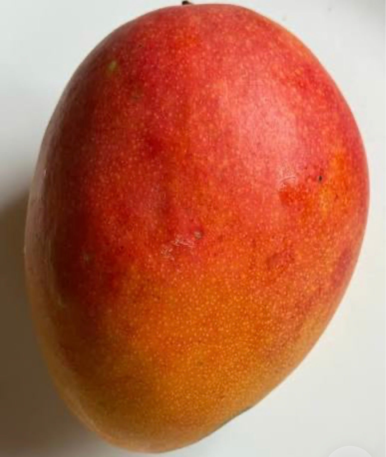 Super Julie Mango trees 3 gal pot +