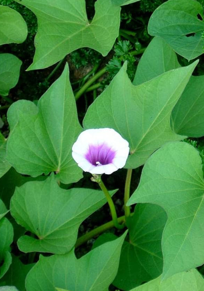 Okinawa Sweet Potato Slips | beni imo
