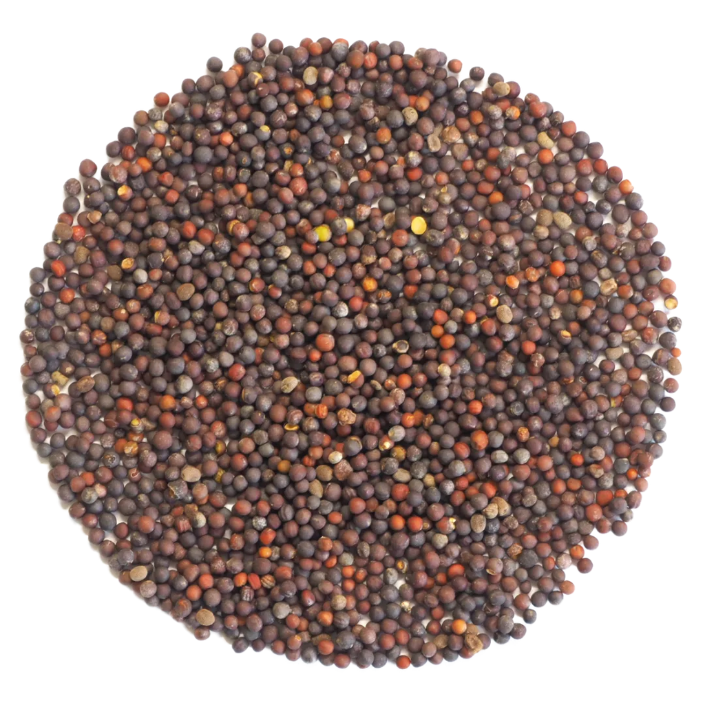 Pak Choy Seeds