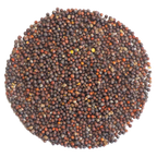 Pak Choy Seeds