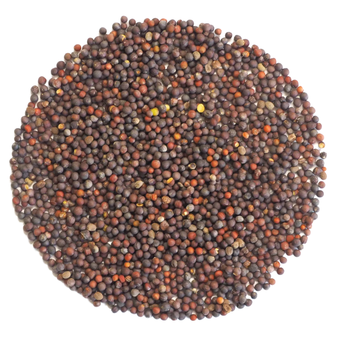 Pak Choy Seeds