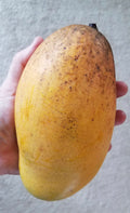 Lemon zest Mango Tree Grafted ( mid Season )