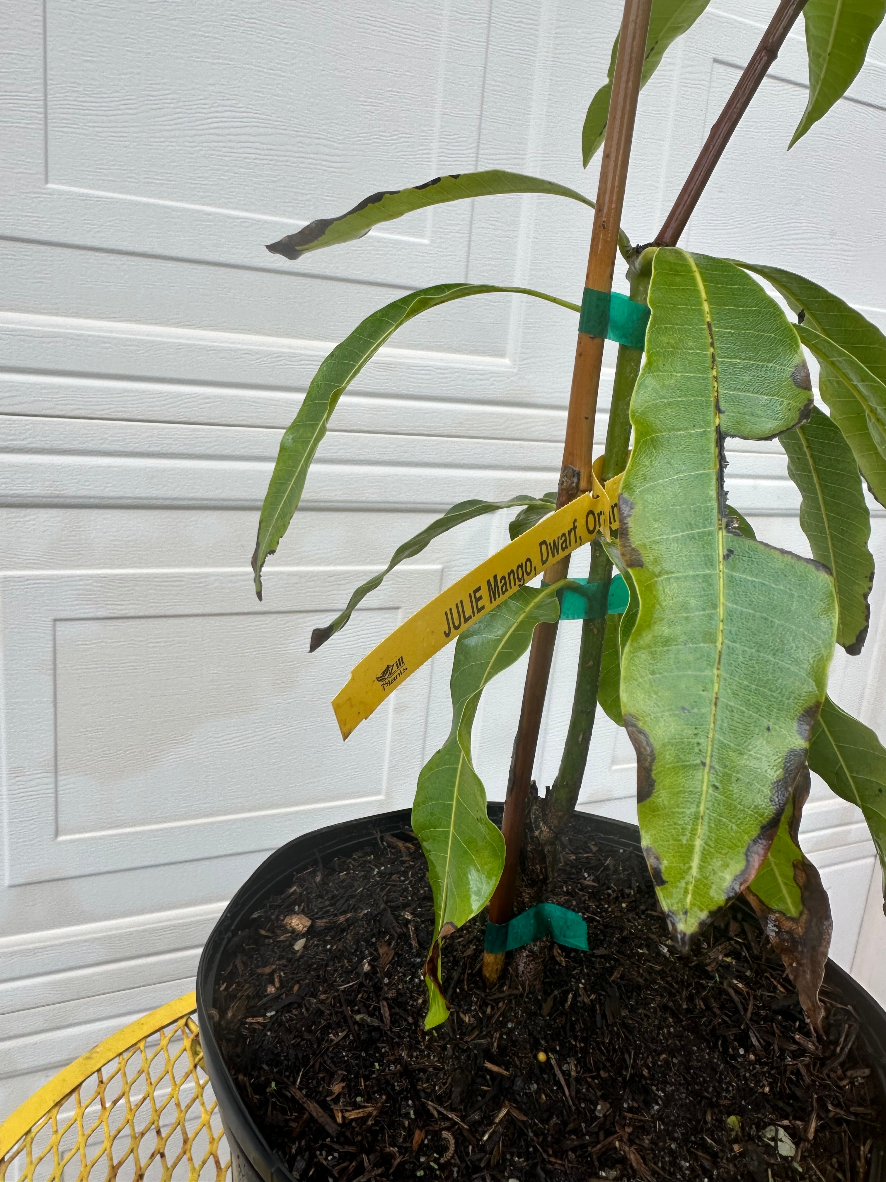 Lemon Zest Mango Tree – Island Gardeners Nursery
