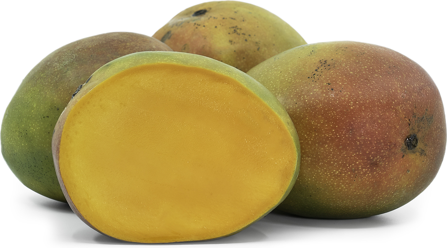 Kent Mango Tree