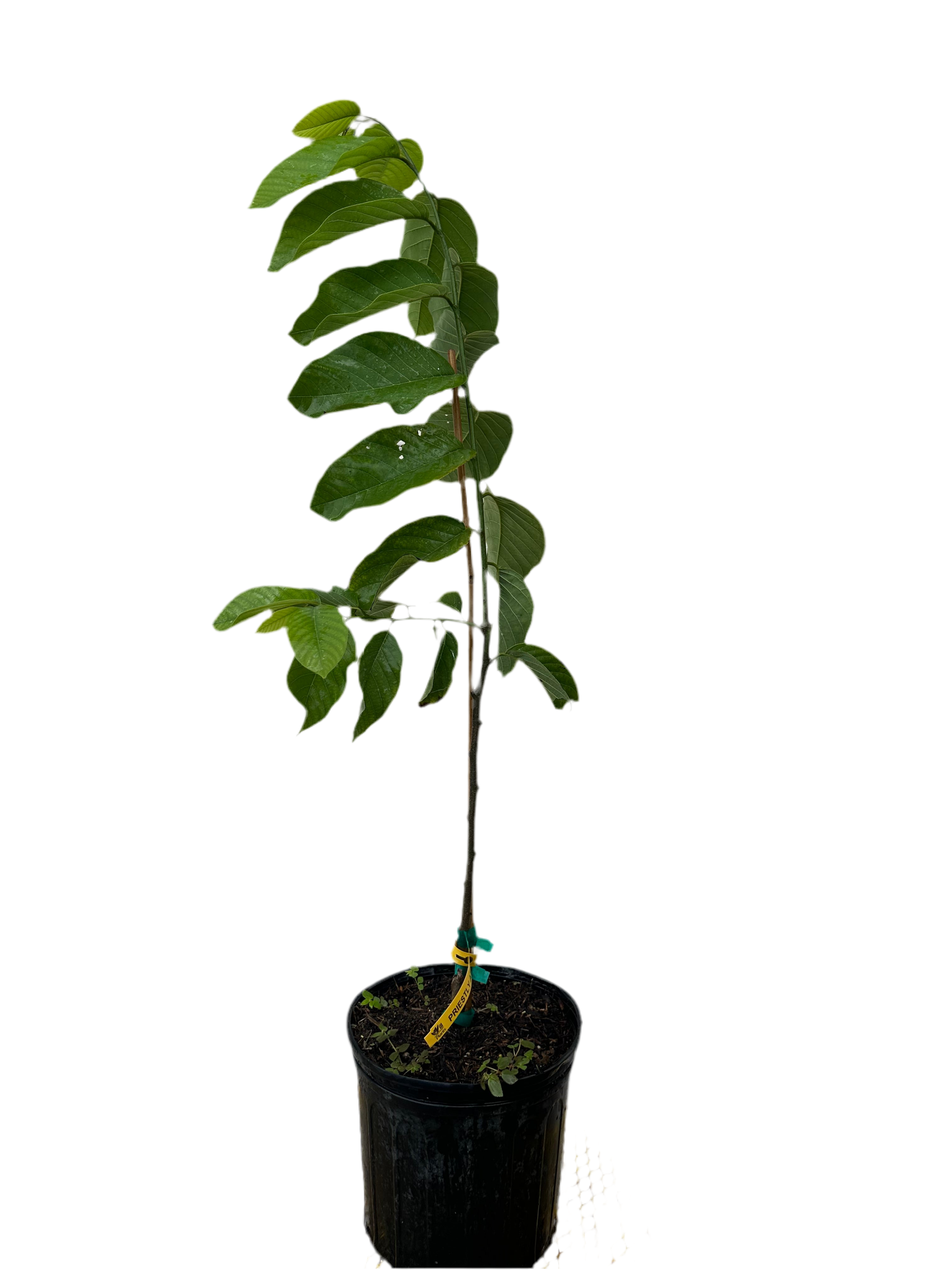 Priestly Atemoya 3 gal - up 32-ounce fruits