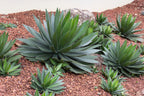 Aloe Vera Plant