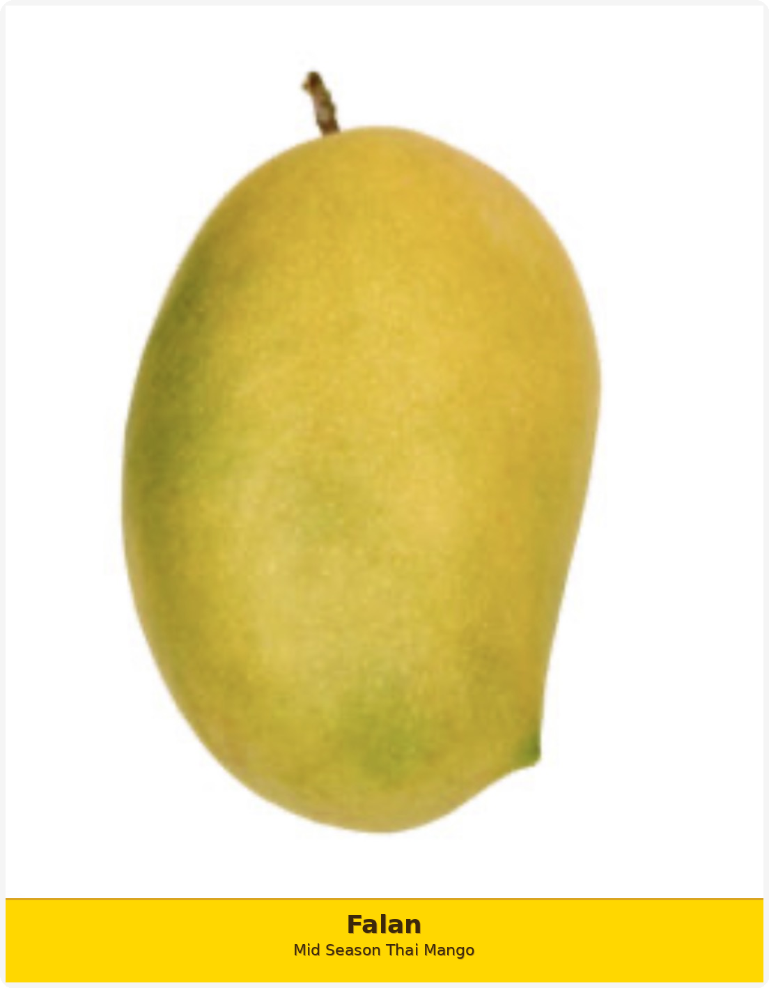 Falan Mango Tree Grafted ( mid Season ) Thai Mangoa