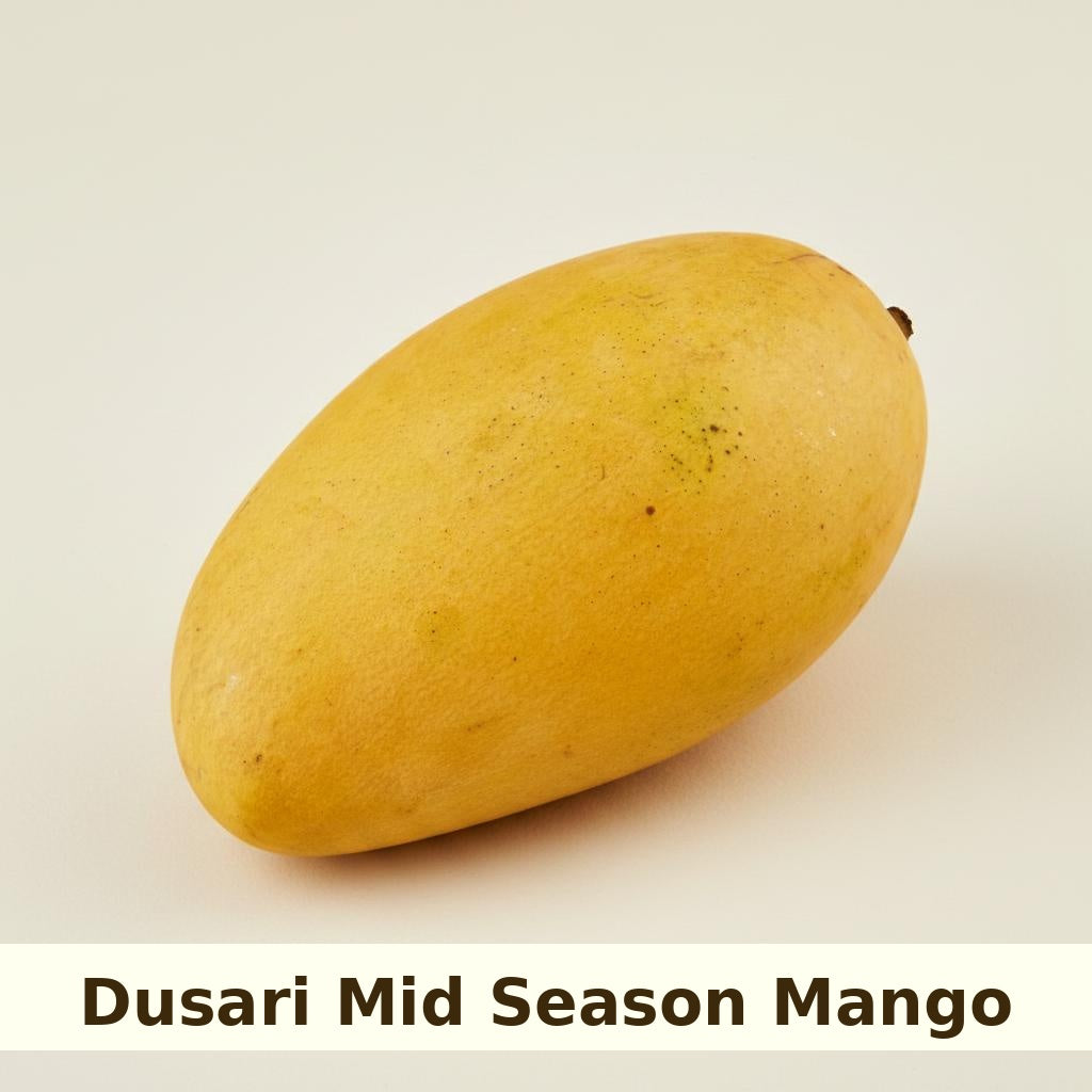 Dusari Mango Tree Grafted ( mid Season )