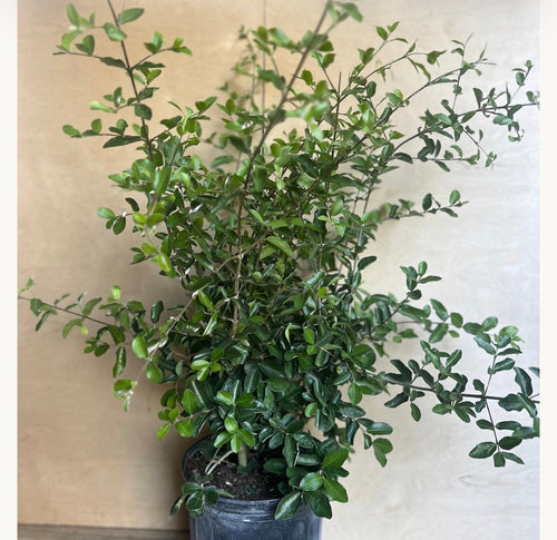 Barbados Cherry bush  ( all Season )