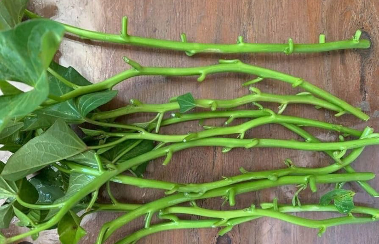 Okinawa Sweet Potato Slips | beni imo