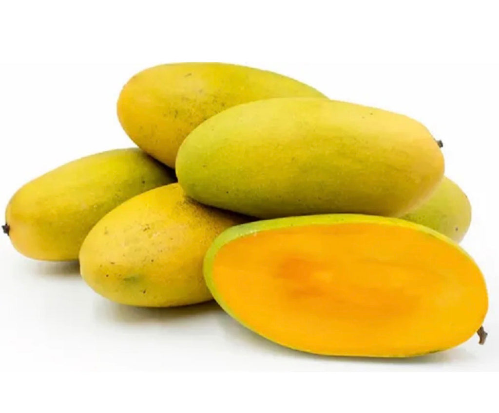 Dusari Mango Tree Grafted ( mid Season )