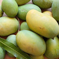 Mallika Mango tree