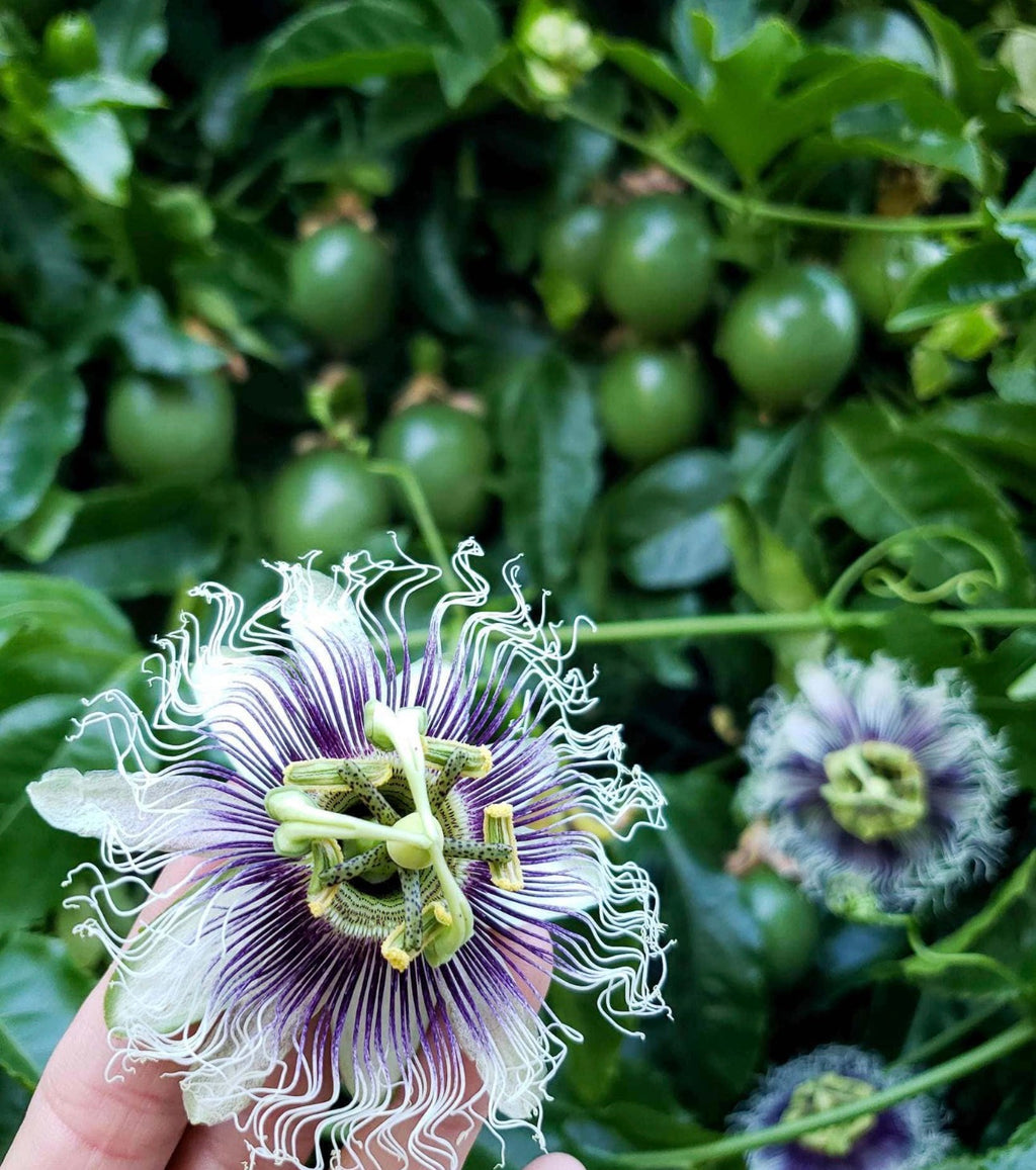 Purple Passion Fruit Vine  ( Summer + Fall )