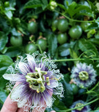 Purple Passion Fruit Vine  ( Summer + Fall )