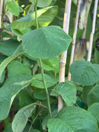 Custard apple - 3 gal