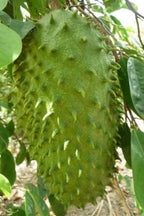 organic Soursop Leaves | Island Gardeners Nursery