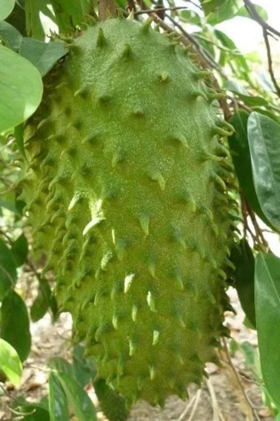 organic Soursop Leaves | Island Gardeners Nursery