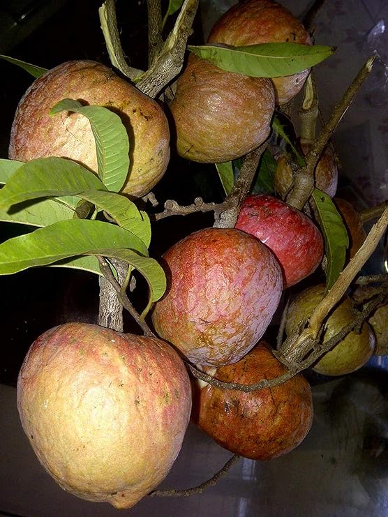 San Pablo Custard Apple Tree