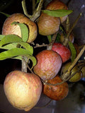 San Pablo Custard Apple Tree