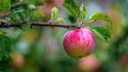 Anna Apple Tree