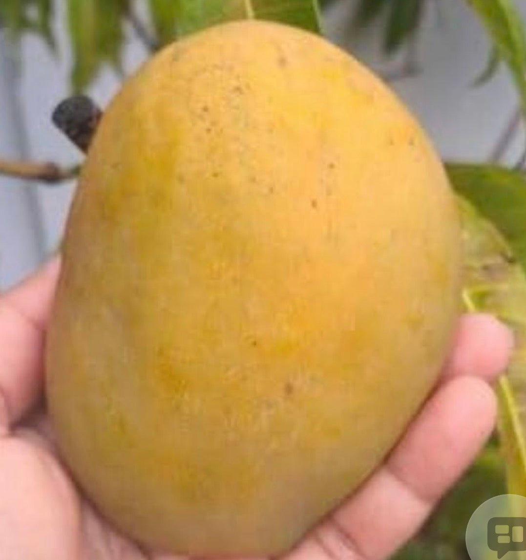 Julie Mango trees 3 gal pot ( Patio Mango )