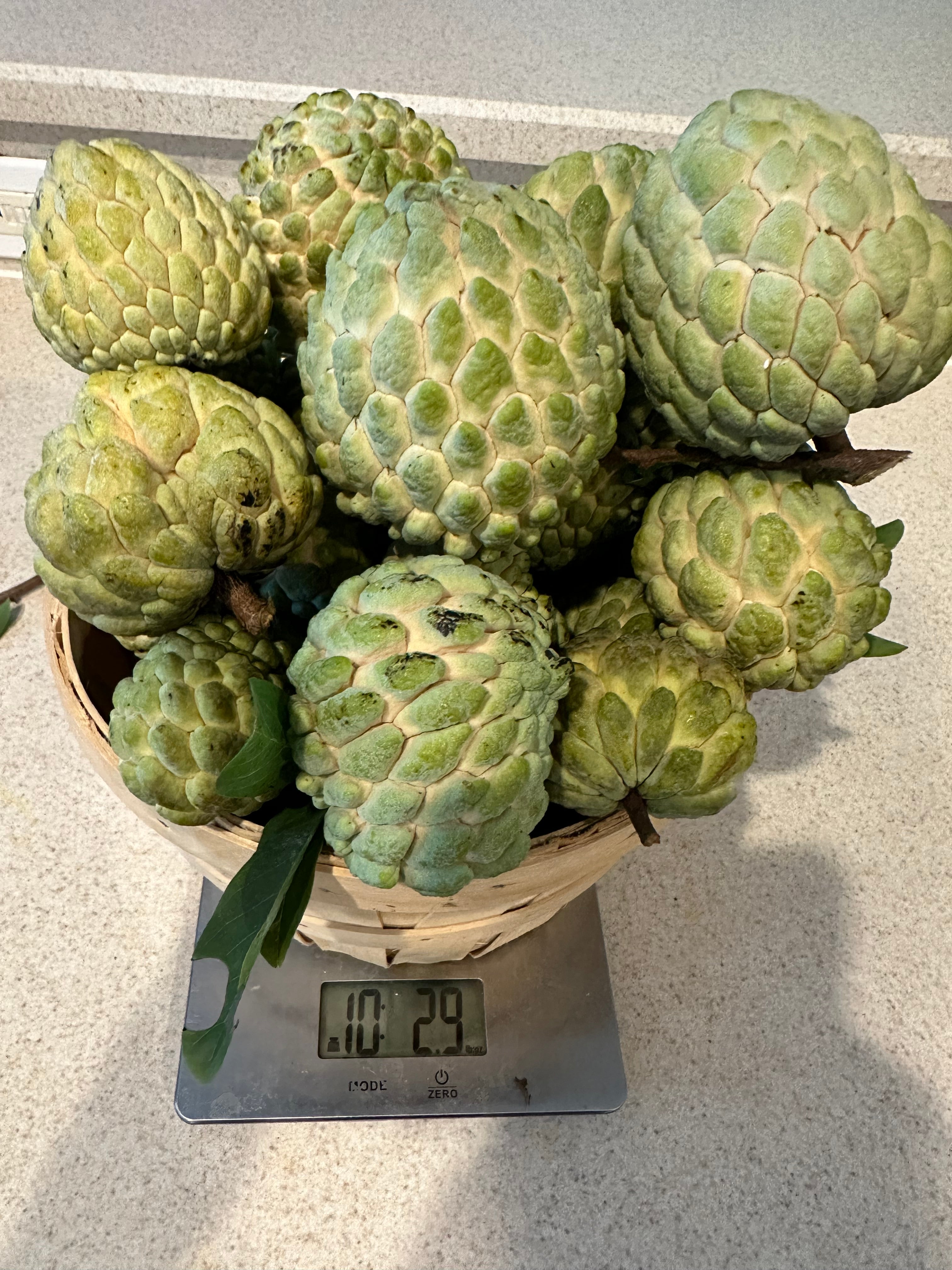Sugar apple Trees - 3 gal