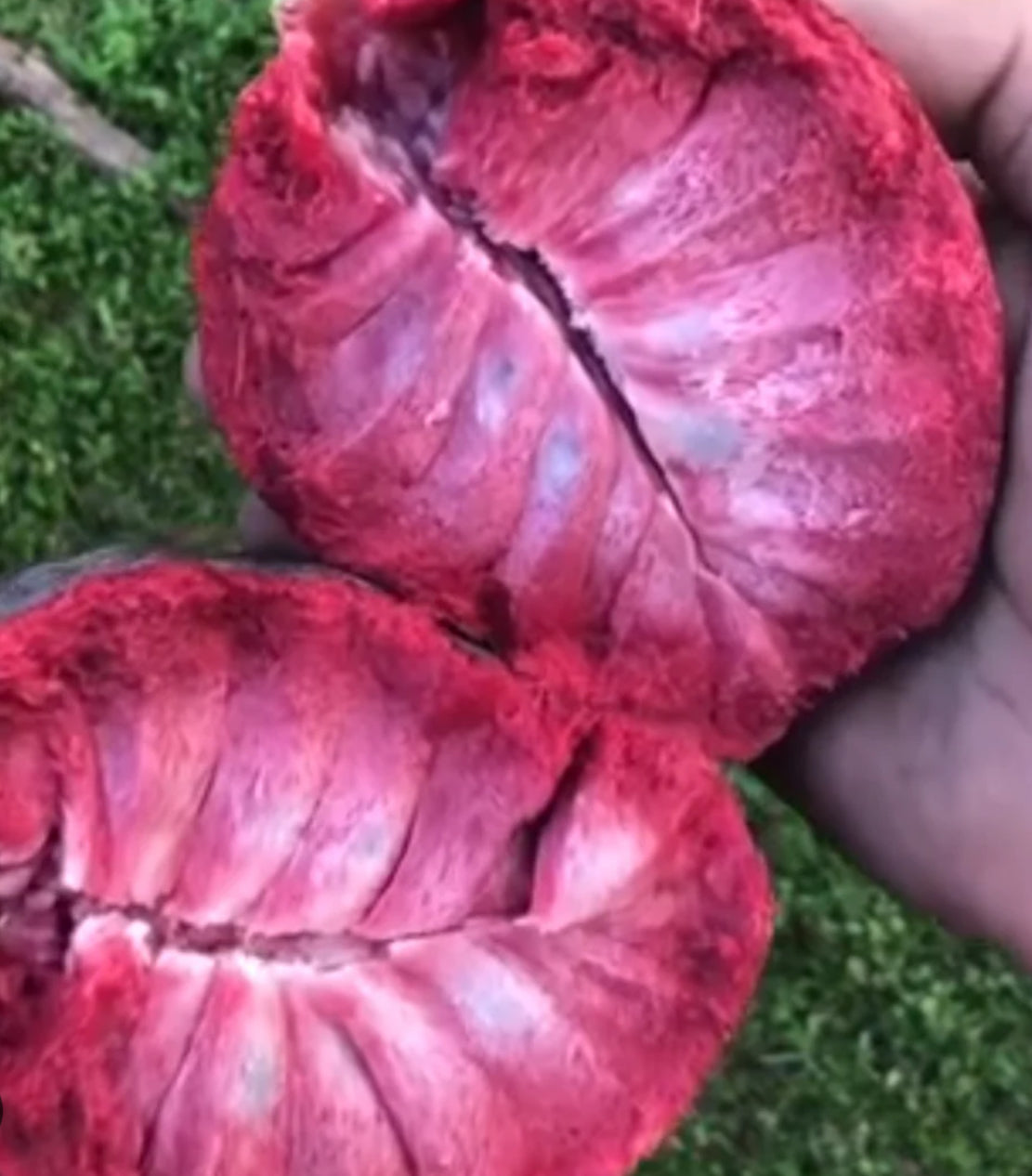 Llama fruit tree - 3 gal