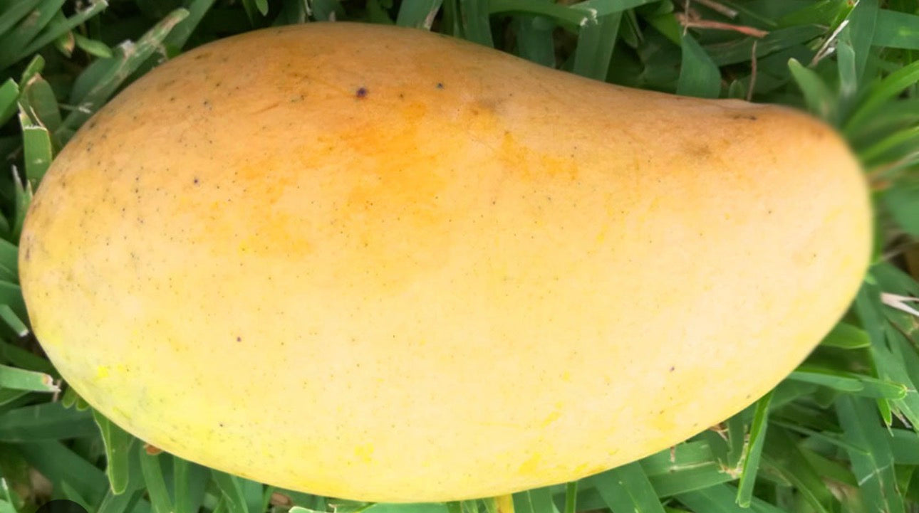 Orange Sherbet Mango Tree Grafted ( mid Season )