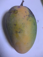 Cat Saigon Mango tree