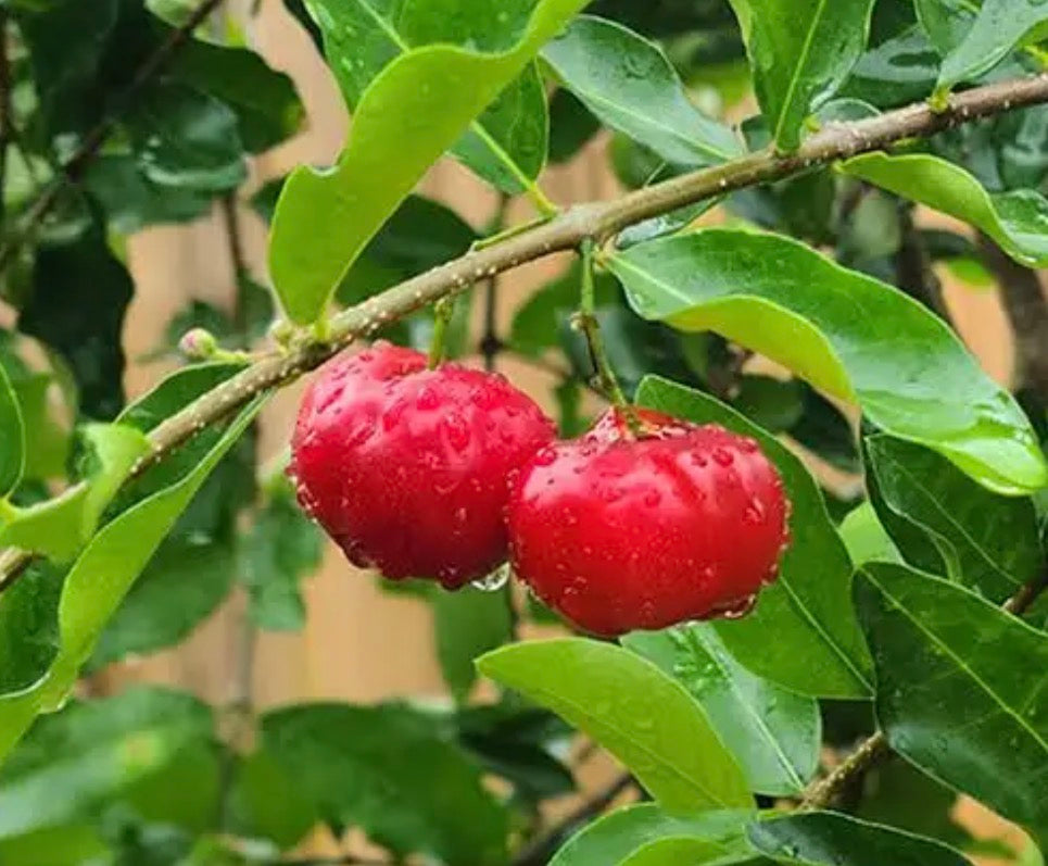 Barbados Cherry bush  ( all Season )