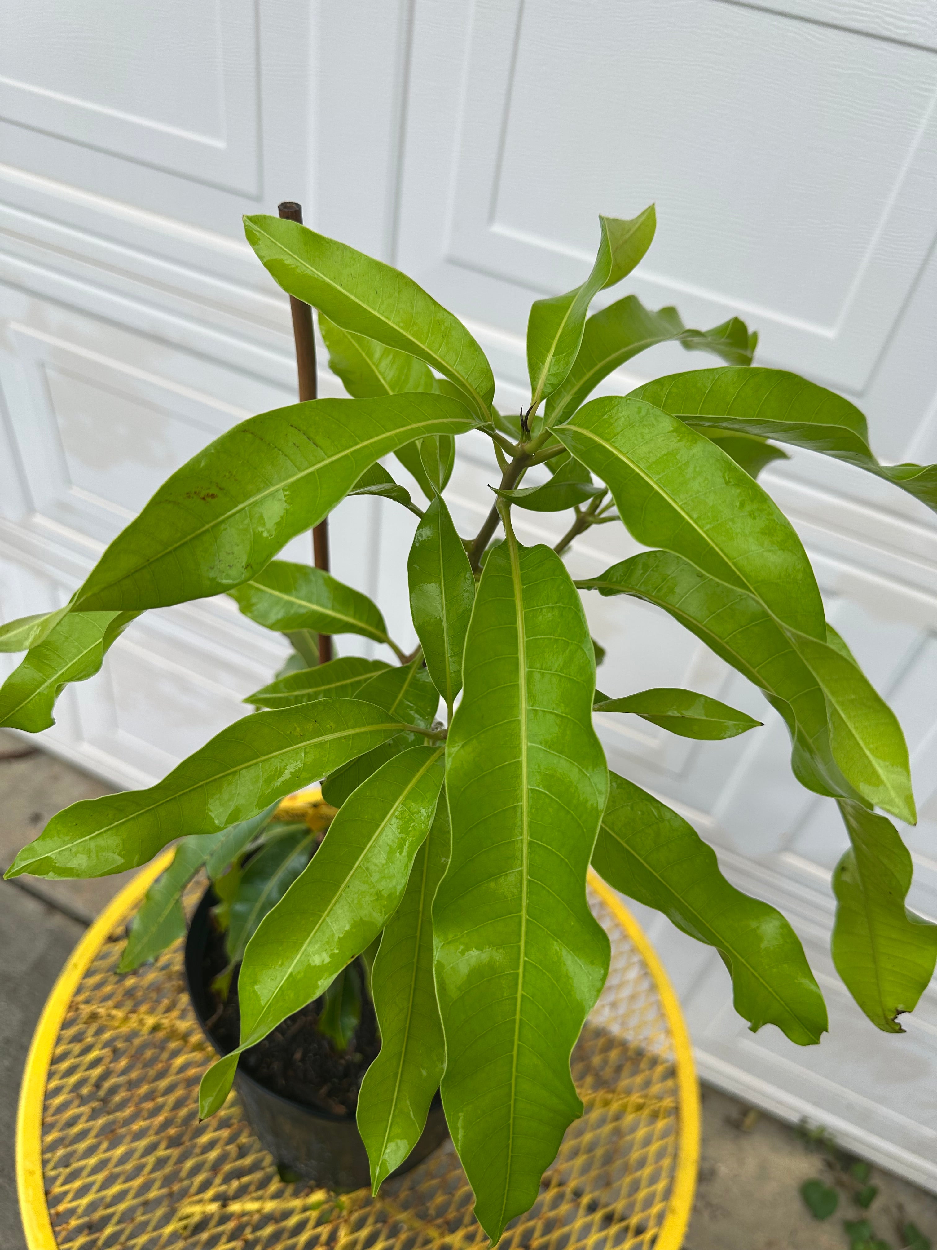Lemon Zest Mango Tree – Island Gardeners Nursery