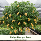 Falan Mango Tree Grafted ( mid Season ) Thai Mangoa