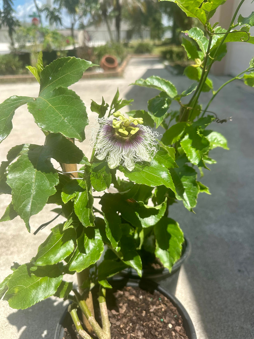 Purple Passion Fruit Vine  ( Summer + Fall )