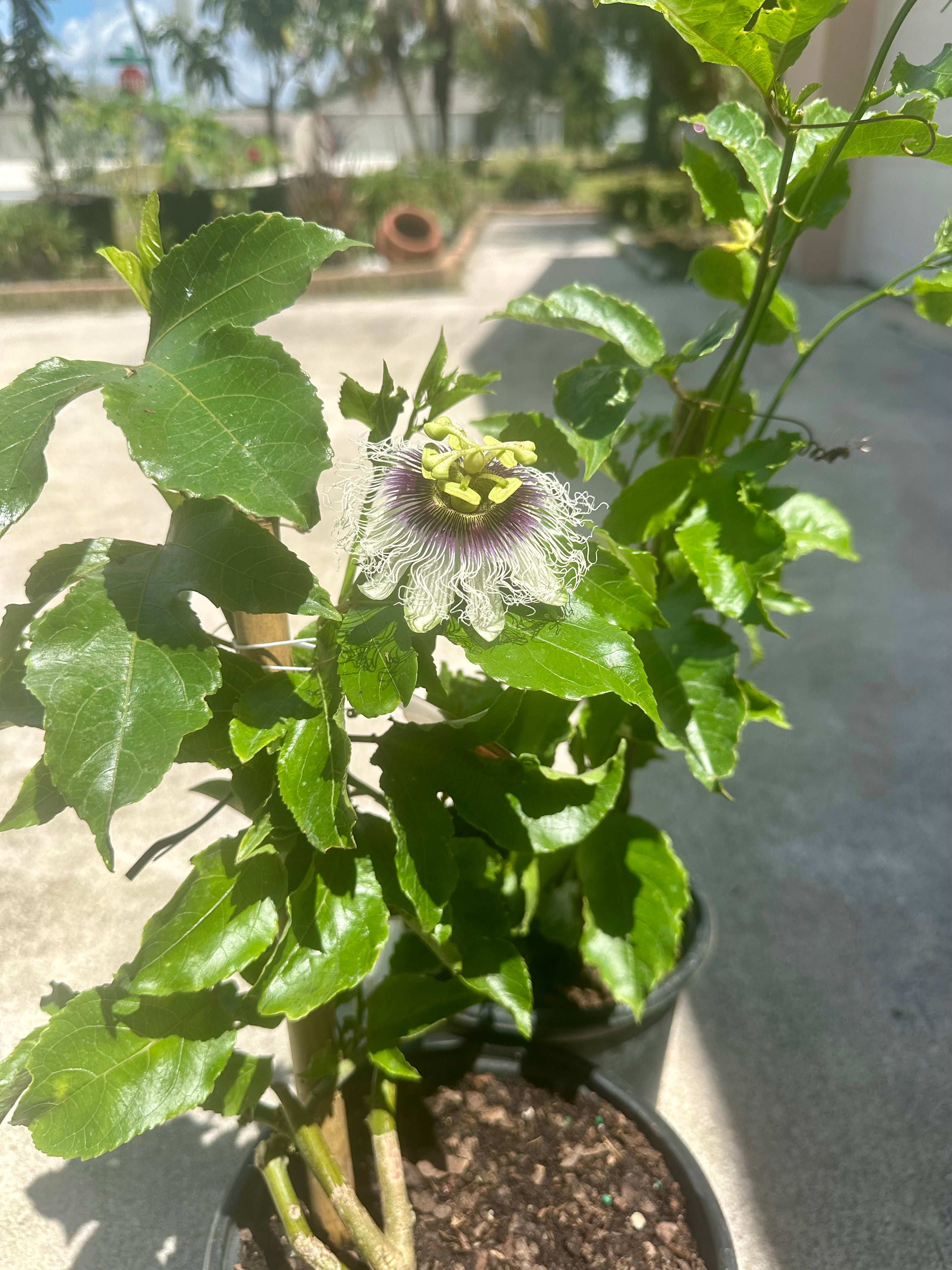 Purple Passion Fruit Vine  ( Summer + Fall )