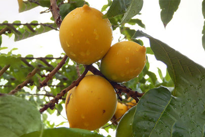 Abiu Tree — Rare Tropical Fruit