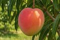 All Summer Mango Tree for sale in Florida at The Island Gardeners