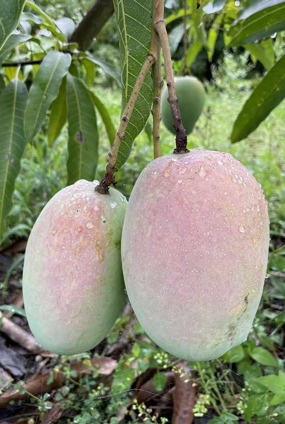 Angie Mango