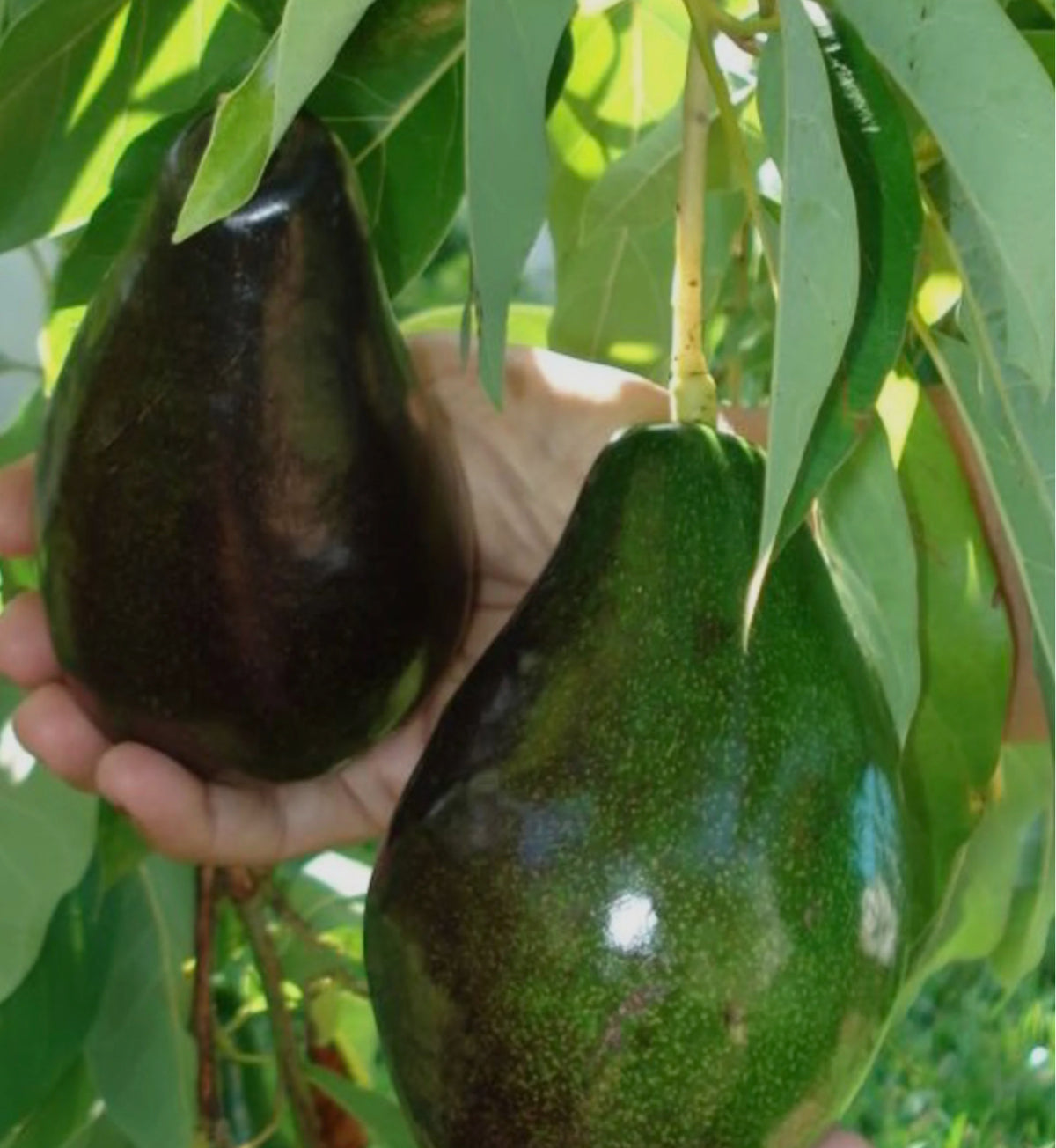 Brogon cold tolerant Avocado Trees in for sale TheIslandGardeners.com