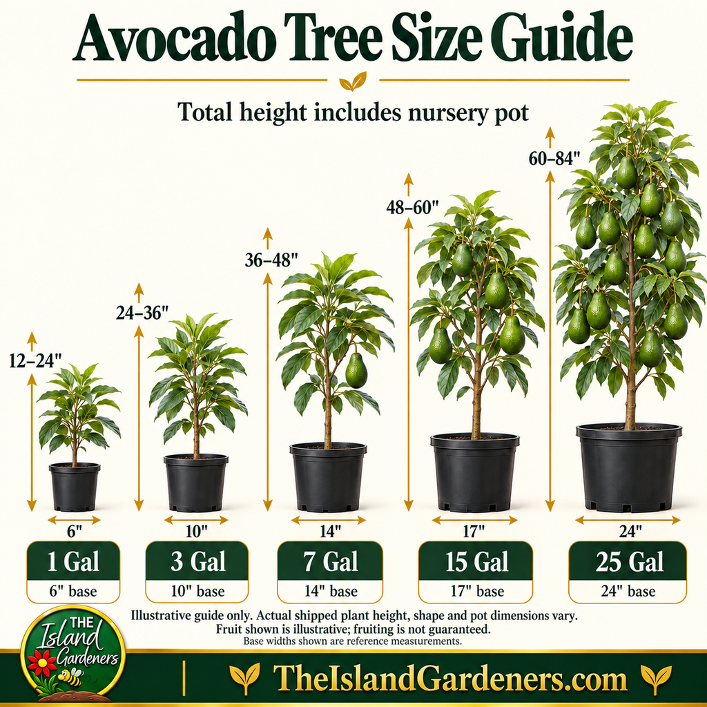Florida Hass Avocado Tree