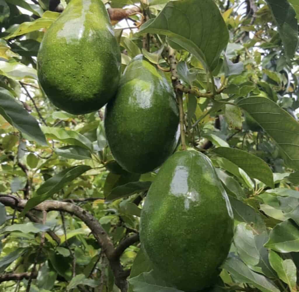 Simmons Avocado Tree