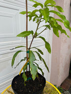 Julie Mango trees 3 gal pot ( Patio Mango )