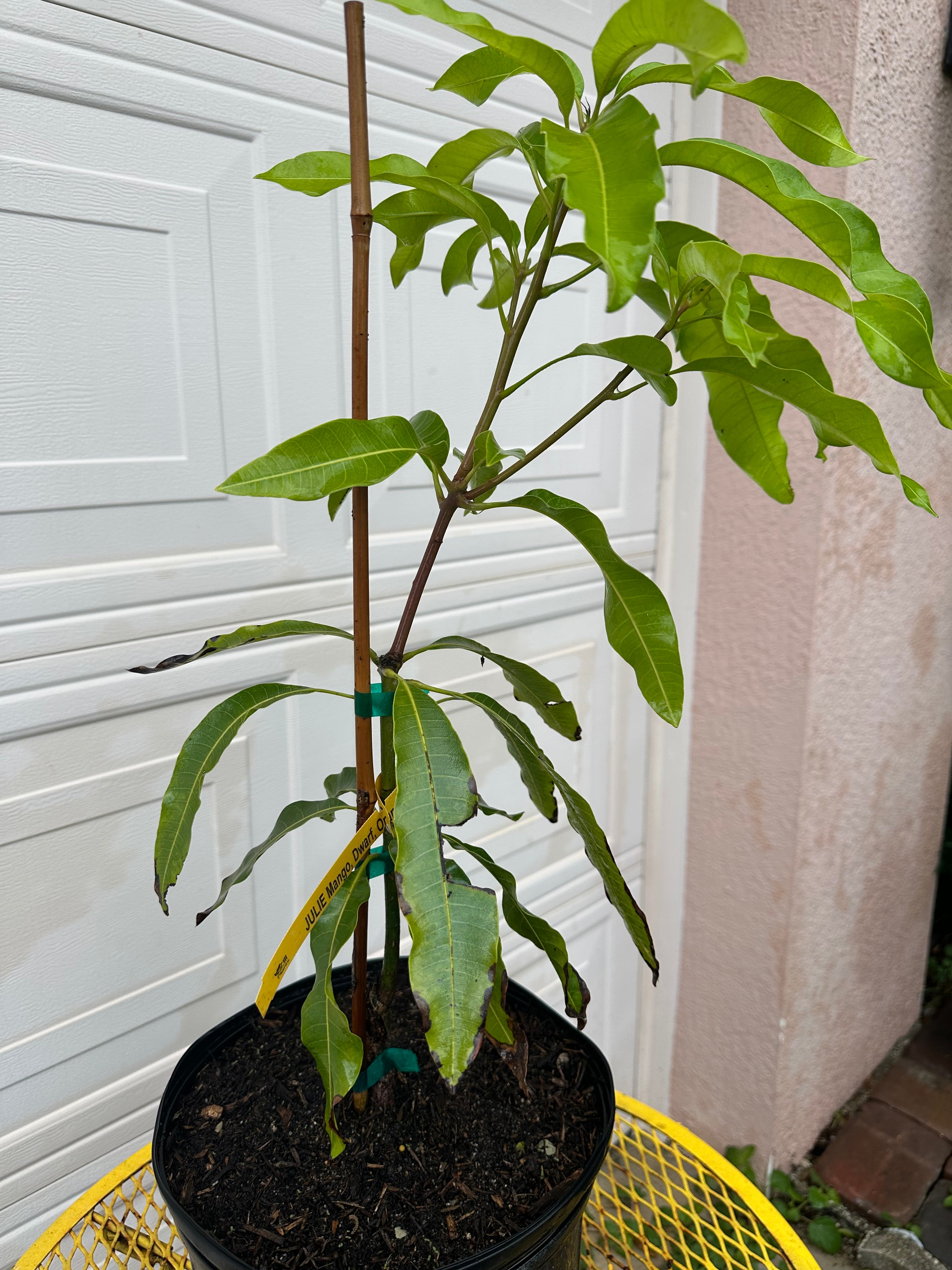 Lemon Zest Mango Tree – Island Gardeners Nursery